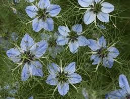 Kalonji (Nigella)